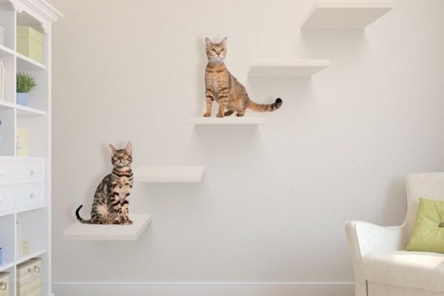 ออกแบบบ้านอย่างไรเอาใจทาสแมว