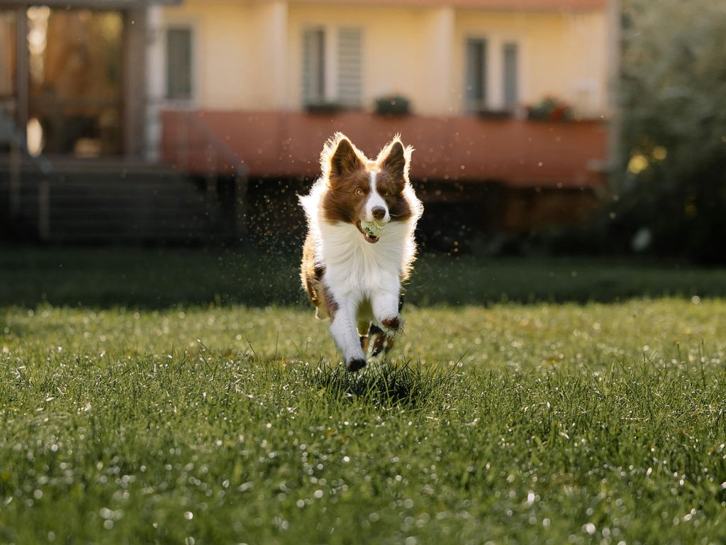 การออกแบบบ้านภายนอกที่เป็นมิตรกับสัตว์เลี้ยง